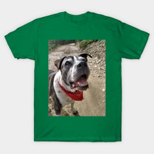 Scout the Pitbull T-Shirt